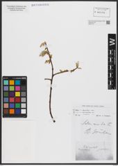 Foto von Salix caprea L.